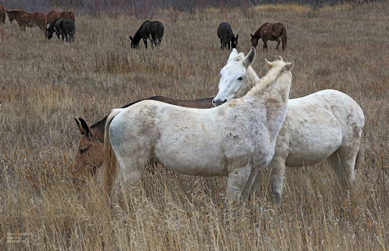 Horses.jpg