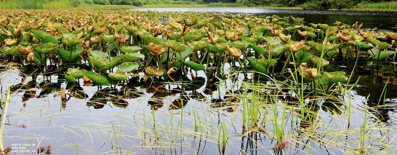 Lilly Pad 2.jpg