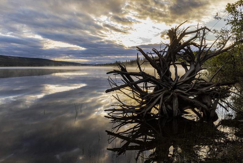 Waters Edge Stump Nisultin Bay Yukon Canada.jpg :: Nisutlin Bay located in Teslin, Yukon, Canada.
A cool summer morning with the sun just breaking through the clouds.
A light fog was lifting from the bay which brought tranquility and a sense of awe.
The reflection of this unique tree sculpture resting on the shores edge.
With the blades of grass breaking the water's surface.
What a great feeling to start my day in this peaceful place.
