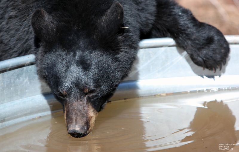 Williams Bear 1.jpg