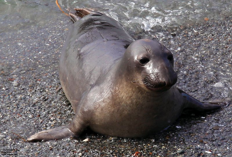 E Whale Seal Pup.jpg