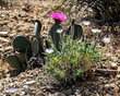 C08 - 2015 04 05 Lake Mead Floral.jpg