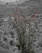 C09 - 2015 04 12 Oatman Floral.jpg