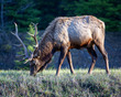 W02 - 2019 01 01 Elk(1).jpg