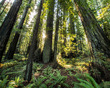 W04 - 2019 01 02 Redwood Forest Sunrise.jpg