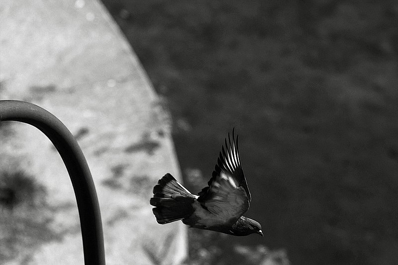...and liftoff...                  8609.jpg