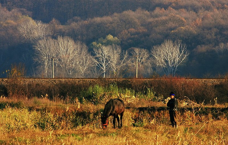 Autumn Grazing               1440.jpg