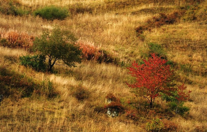Autumn Impression              0829.jpg