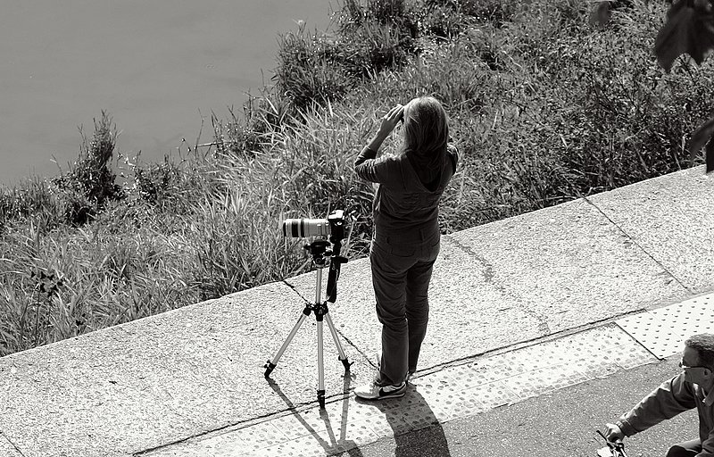 Bird Watch   9511....jpg