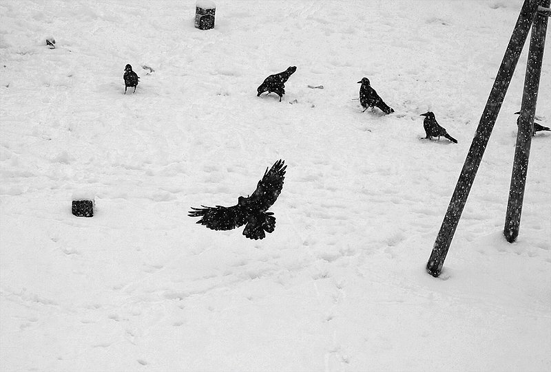 Black on white        1297.jpg