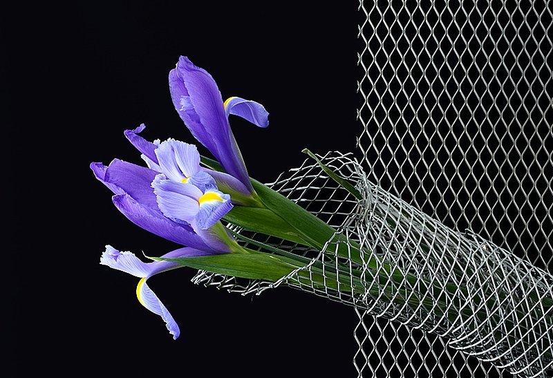Don't fence me in.jpg