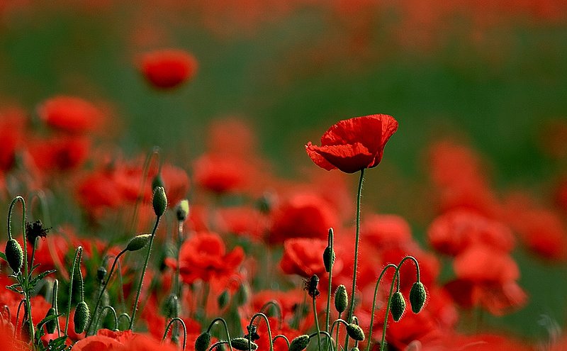Endless Expanse Of Red_7037a.jpg