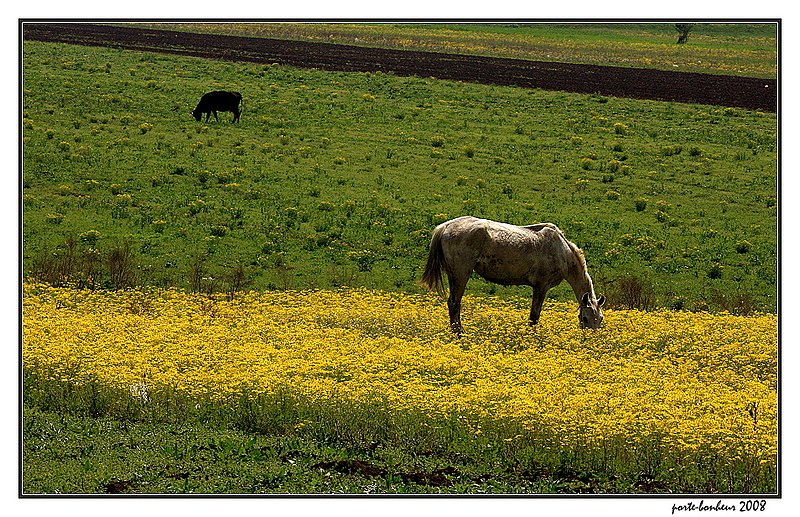 FOJ1.jpg :: Peacefulness