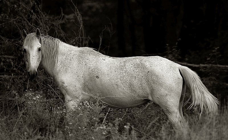 Horse with no Name     9280fc2.jpg