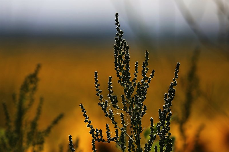 IMG_6255.jpg