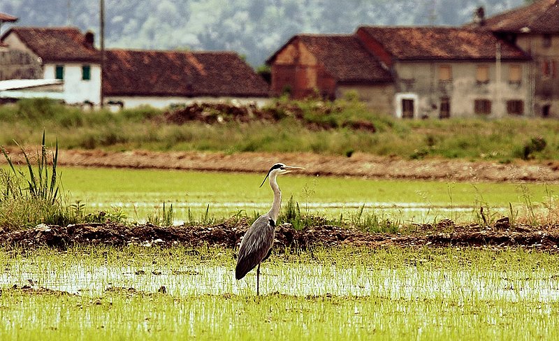 IMG_7239....jpg