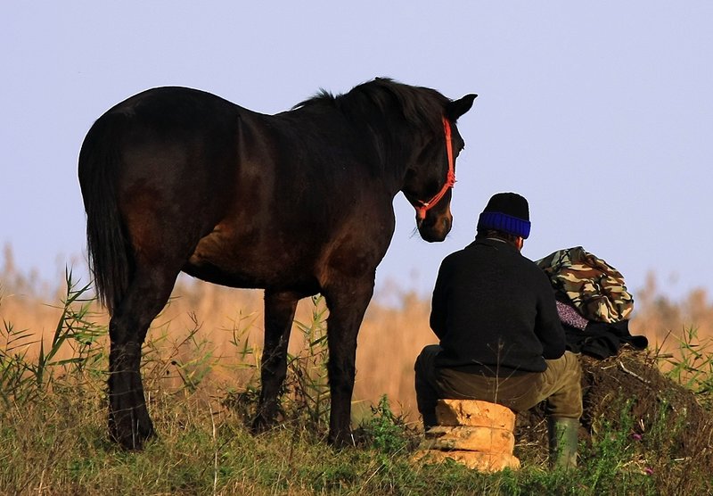 Silent Observer         1565.jpg