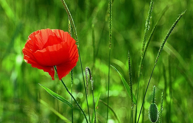 Soul Of The Fields   7006.jpg