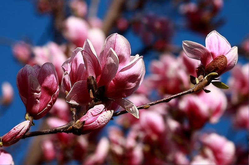 Spring at 45.2°N 7.7°E -1.jpg
