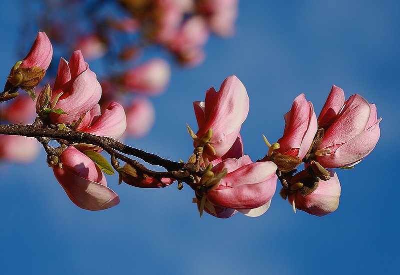 Spring at 45.2°N 7.7°E -2.jpg