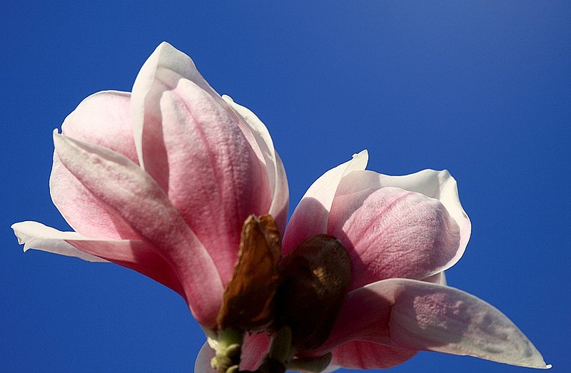 Spring at 45.2°N 7.7°E -3.jpg
