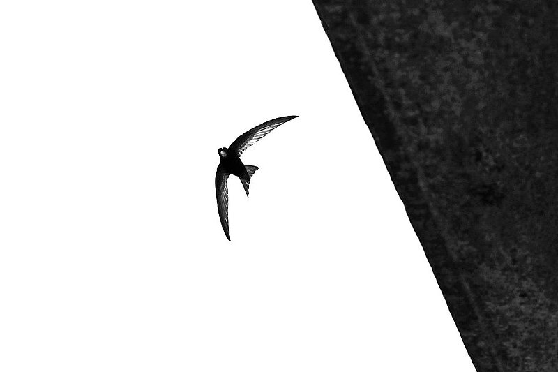 Swift                         _2021.jpg