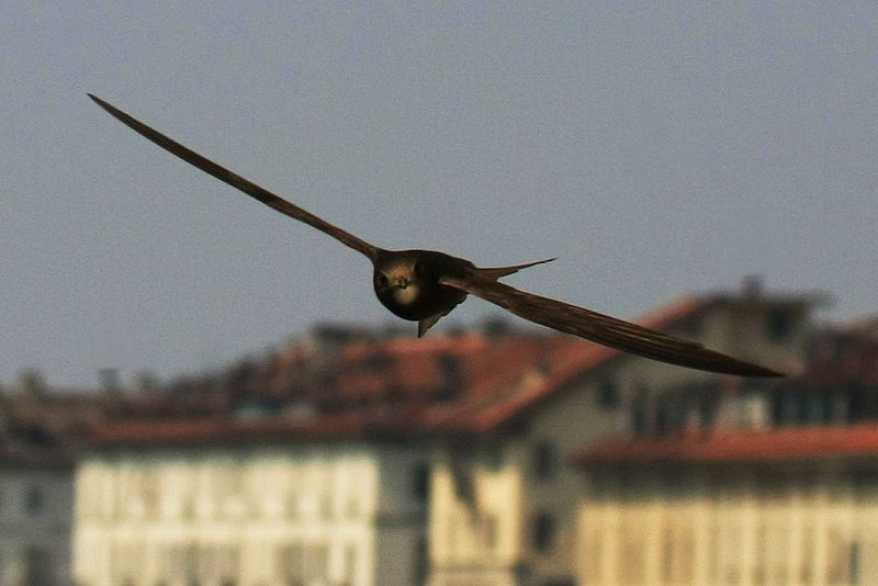Swift       1972.jpg