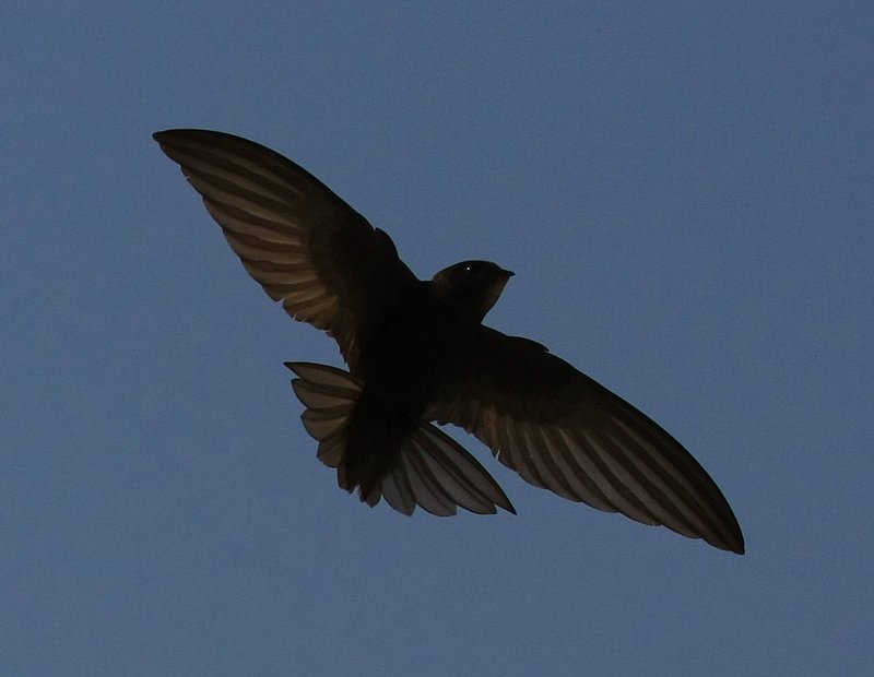 Swift   4126.jpg