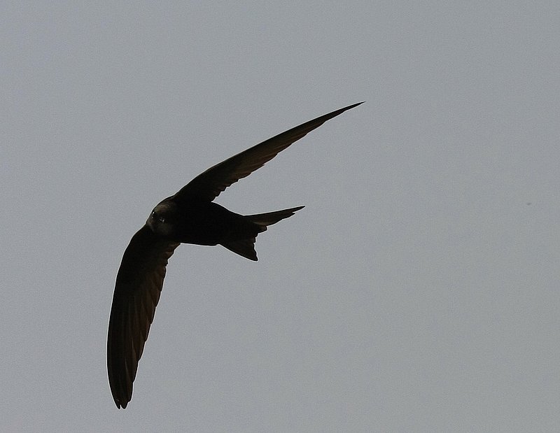 Swift  4085.jpg