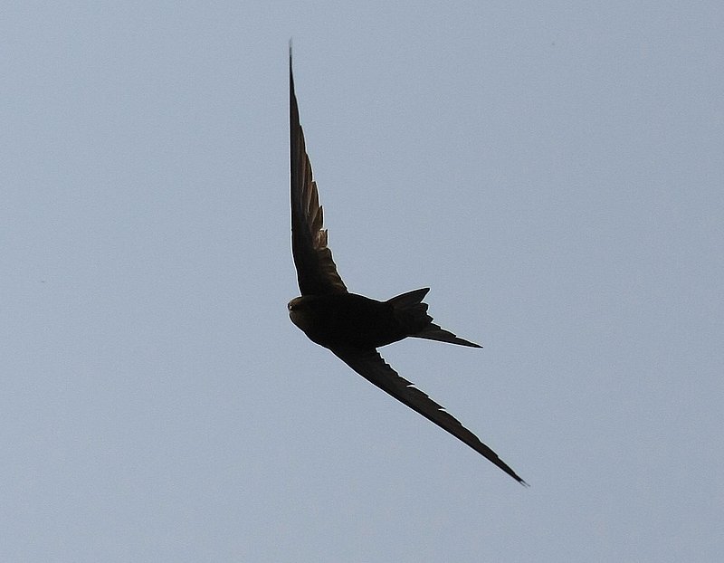 Swift  4121.jpg