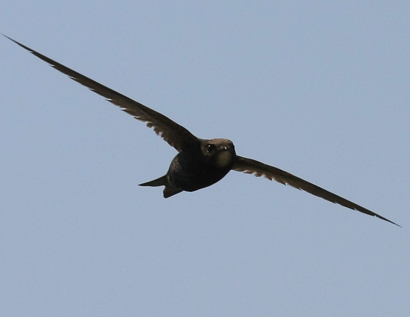 Swift- apus apus 2             0748.jpg