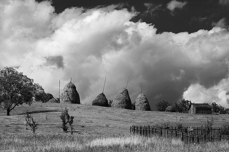 Tales from the Hayfields            7944.jpg