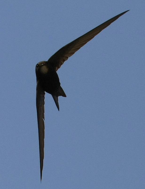 Ten Past Six               swift1768.jpg