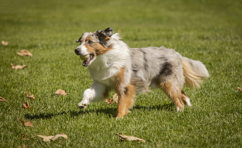 Australian Shepherd Running with a Ball 002.jpg :: Austrialian Shepherd running at a park