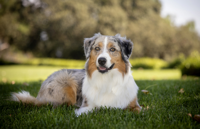 Australian Shepherd sitting in grass 011.jpg :: Austrailian Shepherd posing for a portrait at a park