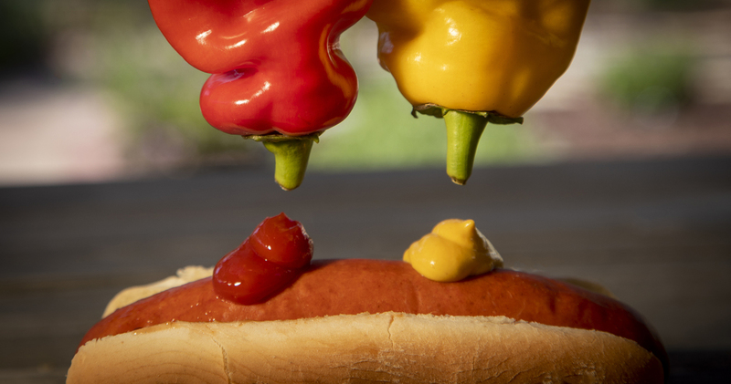 Red and Yellow Bell Peppers as Ketchup and Mustard Dispensers 070(1).jpg :: Hot dog in a bun being dressed with ketchup and mustard from a red and yellow bell pepper that look like condiment containers