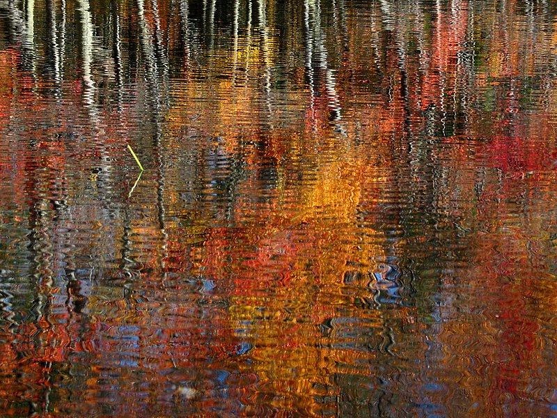 Autumn Reflections silver red yellow NH_2115.jpg