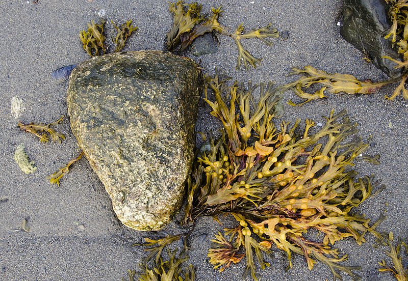AutumnSeaweed 331.jpg