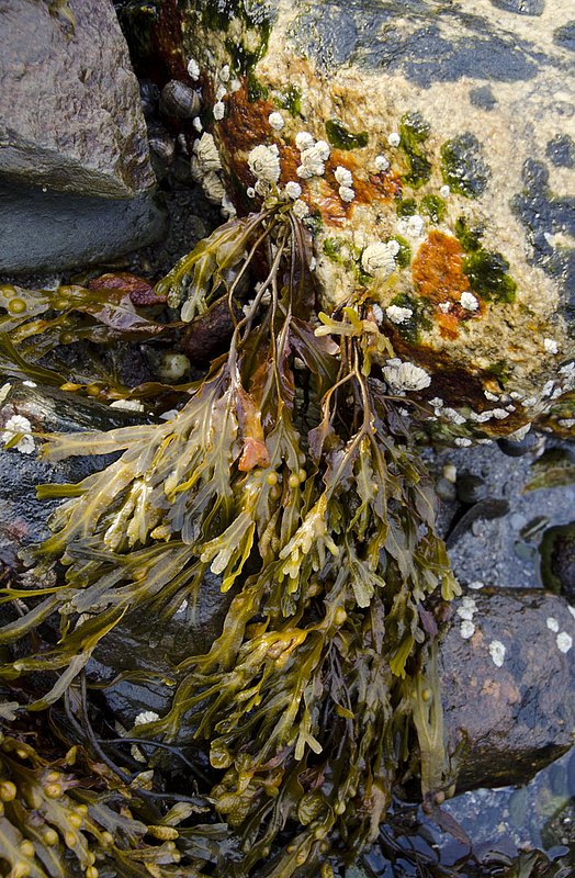 AutumnSeaweed 332.jpg
