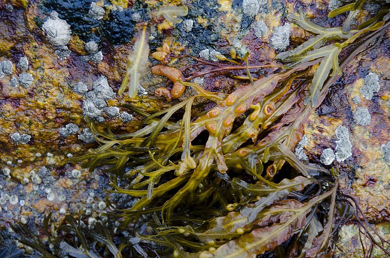 AutumnSeaweed 395.jpg