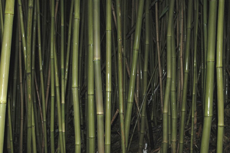 Bamboo - Hana Maui 21.jpg