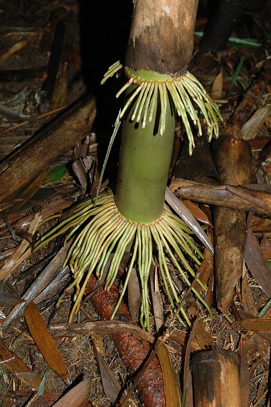 Bamboo Hula 33.jpg