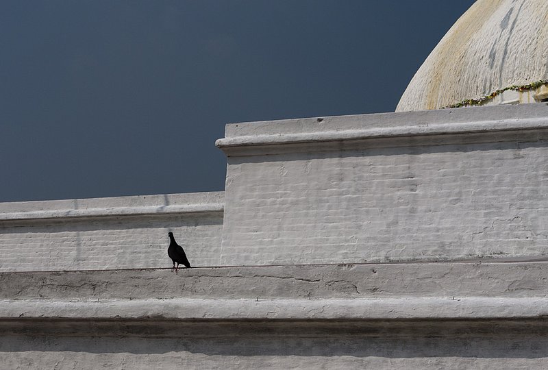 Bodhinath Pigeon 0612 copy.jpg