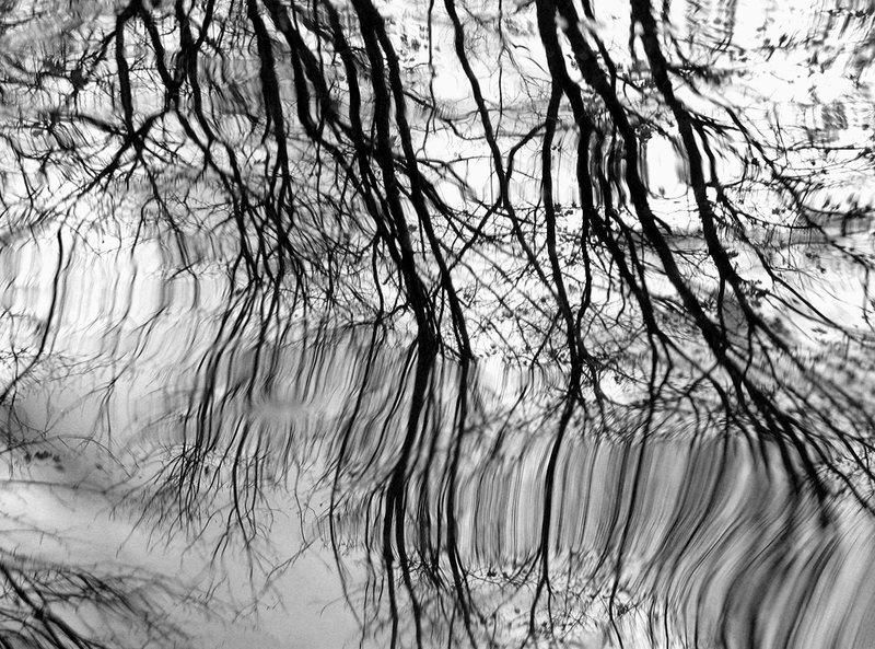 BranchesRipples 2200.jpg