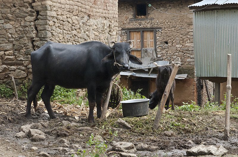 Buffalo 0855.jpg