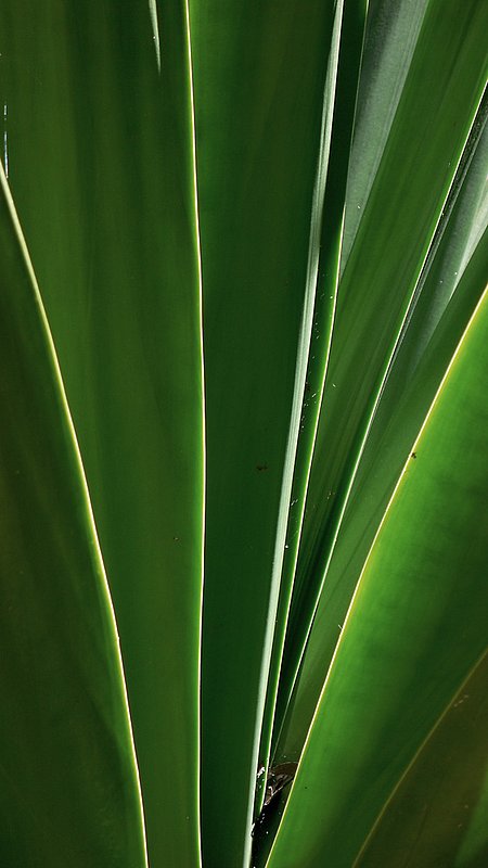 Century Plant w571.jpg