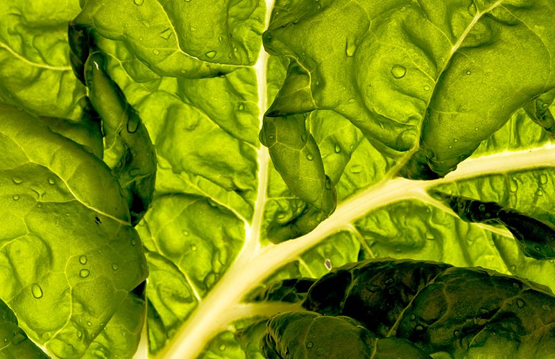 Chard 221c.jpg