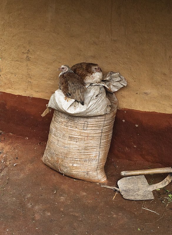 Chickens 0865.jpg