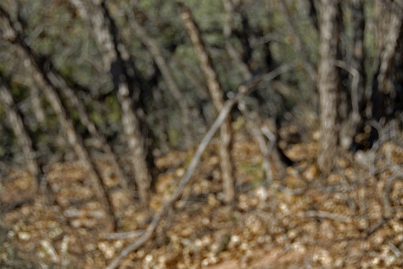 Dream Tree 093.jpg