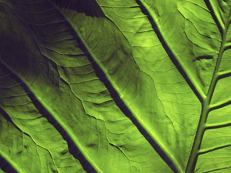 Elephant Ear 2341.jpg